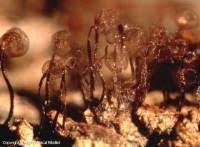 Attēlu rezultāti vaicājumam “Cribraria cancellata spores”