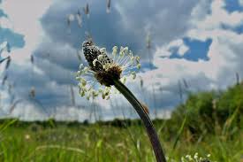 Attēlu rezultāti vaicājumam “Plantago lanceolata bud”