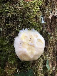 Attēlu rezultāti vaicājumam “Diderma subviridifuscum var. macrospora* macro”