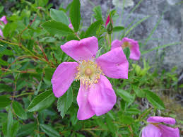 Attēlu rezultāti vaicājumam “Rosa subcanina leaf”
