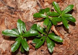 Attēlu rezultāti vaicājumam “Chimaphila umbellata”