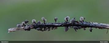 Attēlu rezultāti vaicājumam “Lamproderma pseudomaculatum macro”