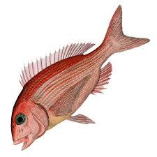 Image result for Pagrus