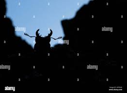 Attēlu rezultāti vaicājumam “Ceruchus chrysomelinus imago”