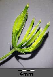 Image result for Anthriscus cerefolium