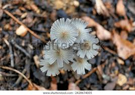 Attēlu rezultāti vaicājumam “Coprinus lagopus”