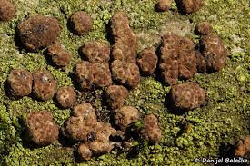 Attēlu rezultāti vaicājumam “Hypoxylon fuscum”