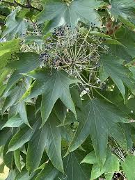 Attēlu rezultāti vaicājumam “Kalopanax septemlobus”