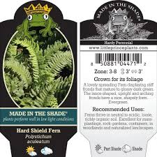 Attēlu rezultāti vaicājumam “Polystichum aculeatum”