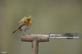 Attēlu rezultāti vaicājumam “Erithacus rubecula nest”