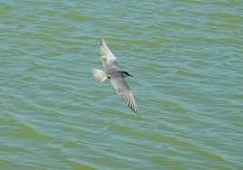 Attēlu rezultāti vaicājumam “Chlidonias hybrida adult”