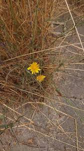 Image result for Agoseris major