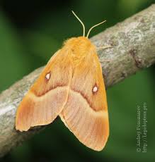 Attēlu rezultāti vaicājumam “Lasiocampa quercus imago”