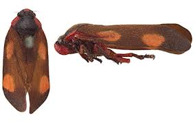 Attēlu rezultāti vaicājumam “Auchenorrhyncha”