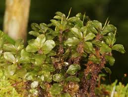 Attēlu rezultāti vaicājumam “Rhizomnium punctatum sporophyte”