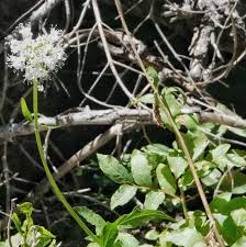 Attēlu rezultāti vaicājumam “Trichia alpina sessile”