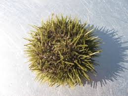 Image result for Strongylocentrotus droebachiensis