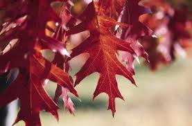 Attēlu rezultāti vaicājumam “Quercus rubra leaf”