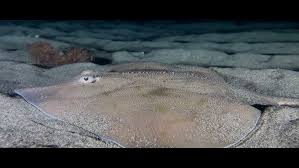 Image result for Raja asterias