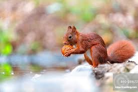 Attēlu rezultāti vaicājumam “Sciurus vulgaris”