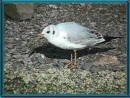 Attēlu rezultāti vaicājumam “Larus ridibundus eggs”