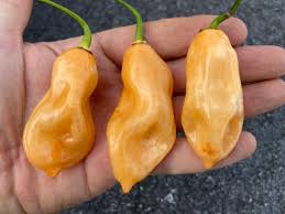 Afbeeldingsresultaat voor peach habanero hot pepper