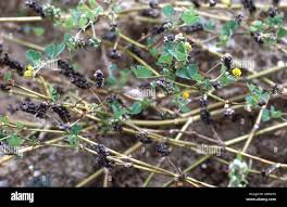 Attēlu rezultāti vaicājumam “Medicago lupulina fruit”
