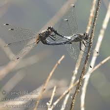 Attēlu rezultāti vaicājumam “Leucorrhinia albifrons”