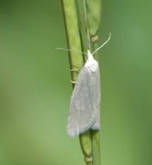 Attēlu rezultāti vaicājumam “Eana incanana”