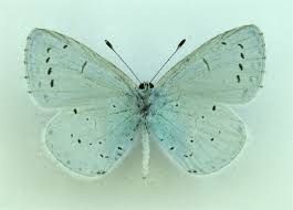 Attēlu rezultāti vaicājumam “Celastrina argiolus”