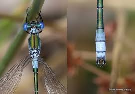 Attēlu rezultāti vaicājumam “Lestes dryas”