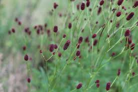 Attēlu rezultāti vaicājumam “Sanguisorba officinalis bud”