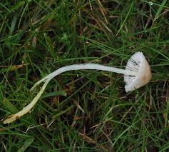Attēlu rezultāti vaicājumam “Mycena epipterygia”