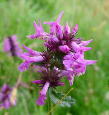 Attēlu rezultāti vaicājumam “Pedicularis palustris flower”