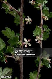 Attēlu rezultāti vaicājumam “Ribes uva-crispa flower”