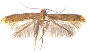 Attēlu rezultāti vaicājumam “Tischeriidae”