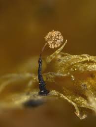 Attēlu rezultāti vaicājumam “Clastoderma debaryanum macro”