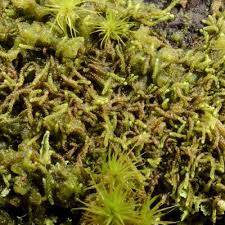 Attēlu rezultāti vaicājumam “Nowellia curvifolia”