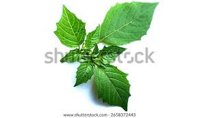 Attēlu rezultāti vaicājumam “Solanum nigrum leaf”