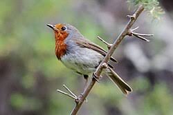 Attēlu rezultāti vaicājumam “Erithacus rubecula adult”