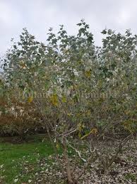 Attēlu rezultāti vaicājumam “Populus alba Nivea”