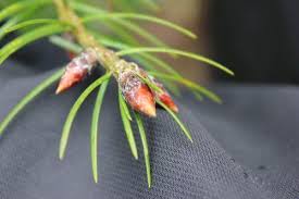 Attēlu rezultāti vaicājumam “Pseudotsuga menziesii fruit”