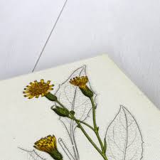 Attēlu rezultāti vaicājumam “Hieracium vulgatum”