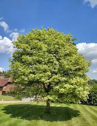 Attēlu rezultāti vaicājumam “Acer platanoides”