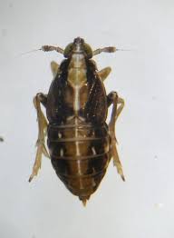 Attēlu rezultāti vaicājumam “Delphacidae”