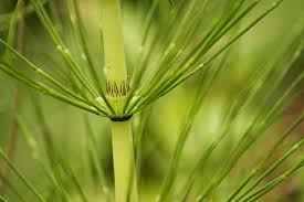 Attēlu rezultāti vaicājumam “Equisetum telmateia”