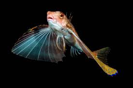 Image result for Dactylopterus volitans