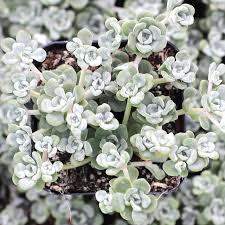 Attēlu rezultāti vaicājumam “Sedum hispanicum flower”