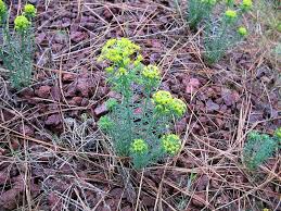Attēlu rezultāti vaicājumam “Euphorbia cyparissias fruit”