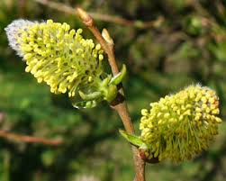 Attēlu rezultāti vaicājumam “Salix caprea male flower”